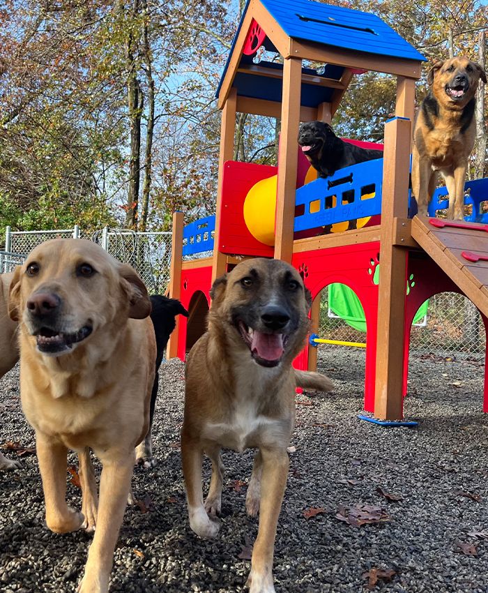group of big dogs having fun at country kennel playground