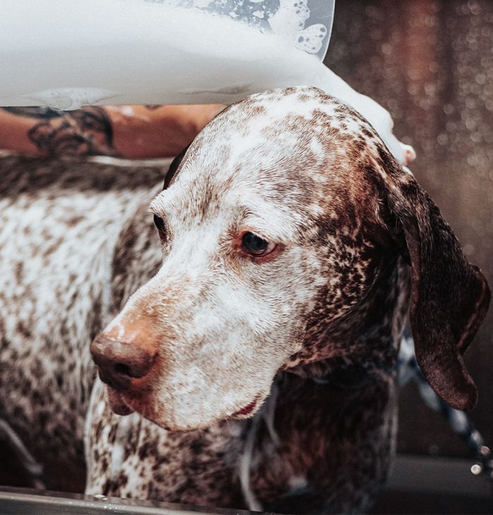 pet groomer bathing a dog
