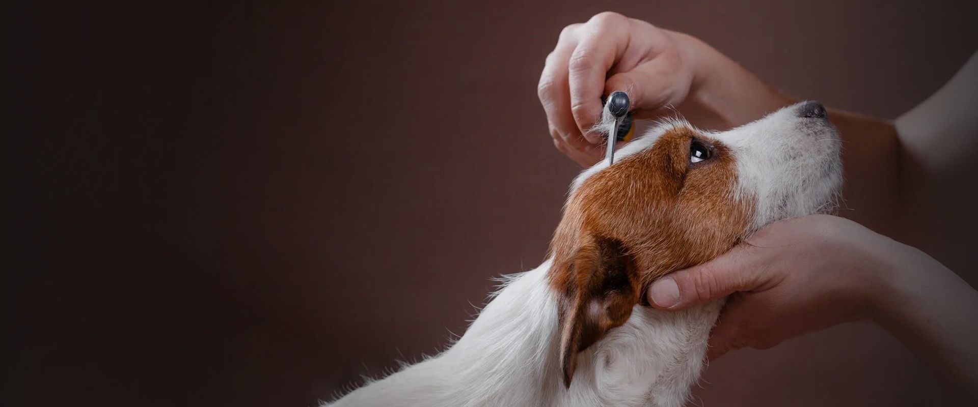 pet groomer brushing jack russell dog