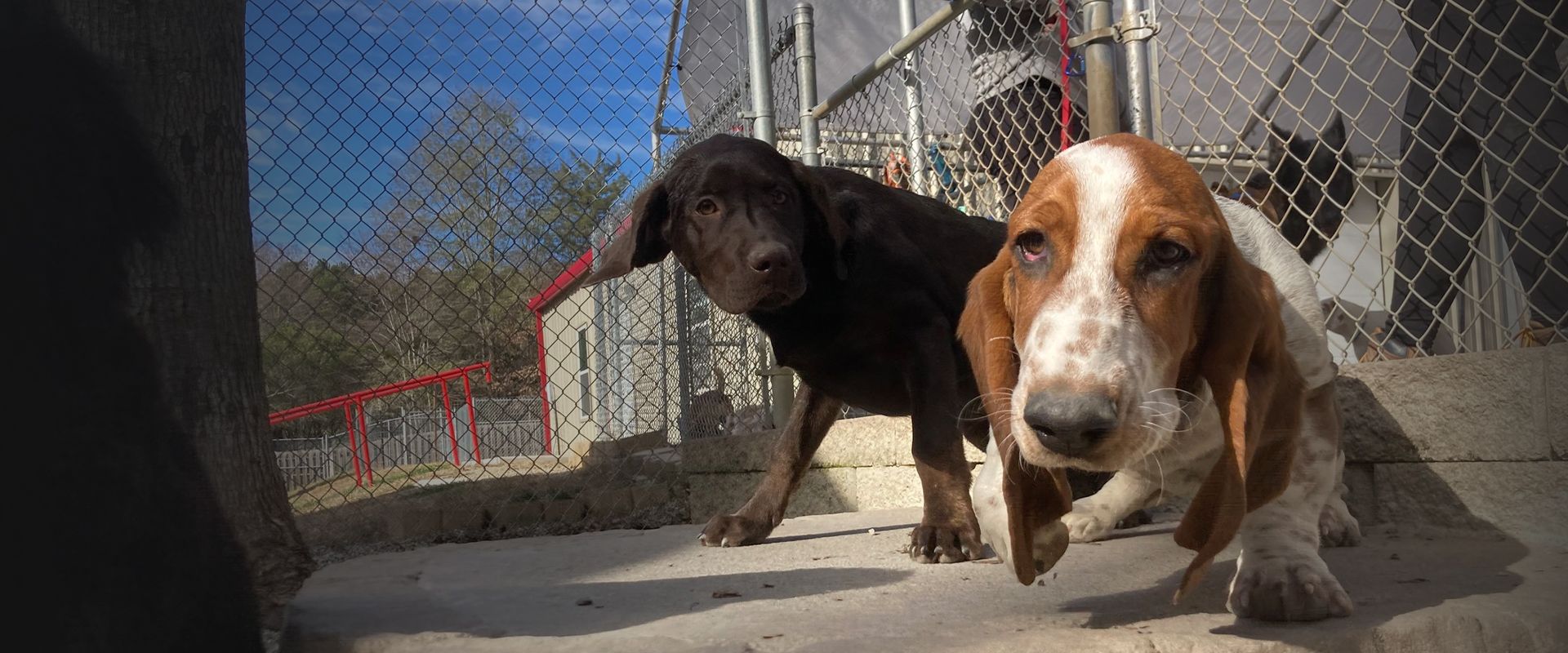 two puppies looking at the camera at country kennel