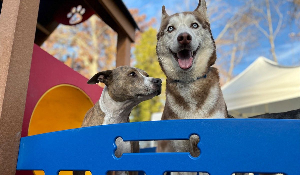 two-dogs-having-fun-at-country-kennel
