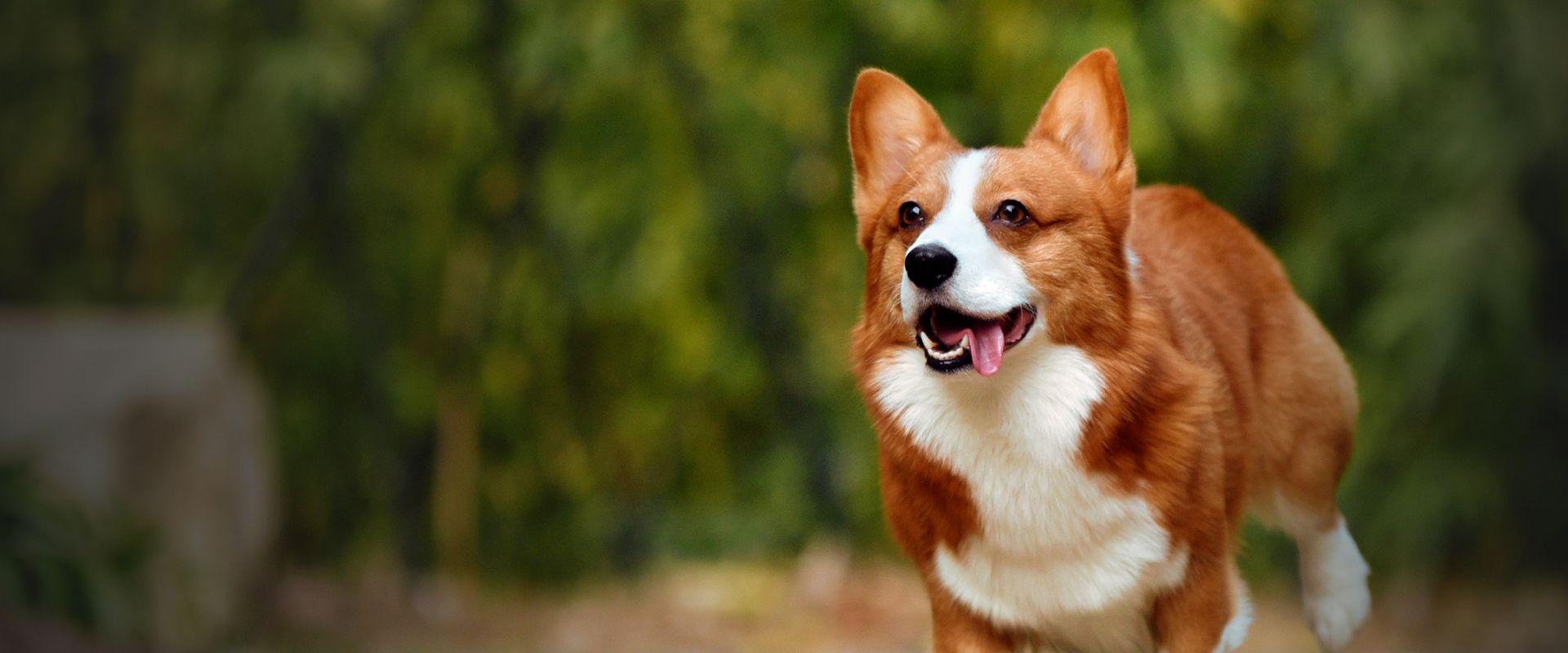 smiling corgi dog running